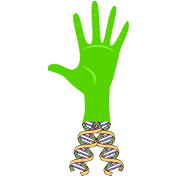 DNA hand