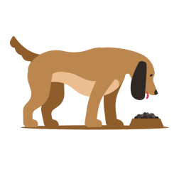 Dog eating