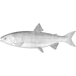 Salmon fish