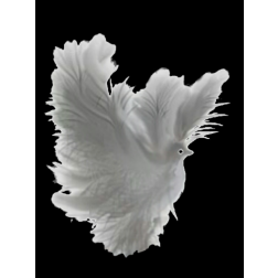 Feathers of dove