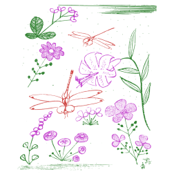 Dragonflies and flowers