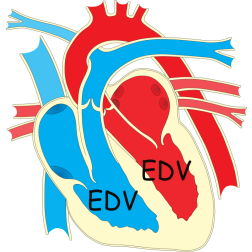Human heart-1652394162