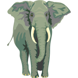 African elephant