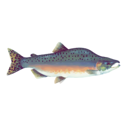 Pink salmon-1641472229