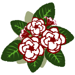 Gloxinia flower