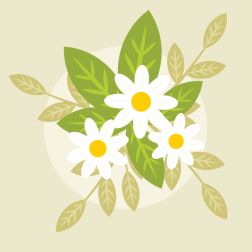 Bouquet of white flowers