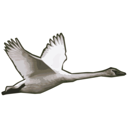 Goose Flying