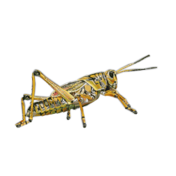 Grasshopper