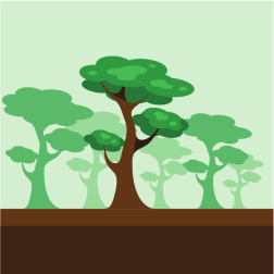 Green trees forest