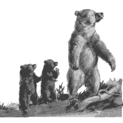 Grizzly and two babies