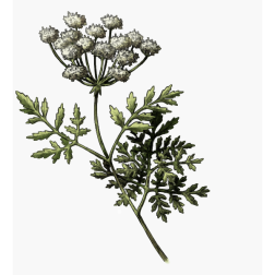 hemlock stem