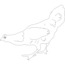 Hen outline