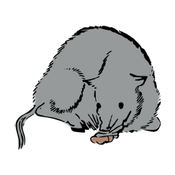 Japanese rat