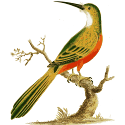 Jacamar