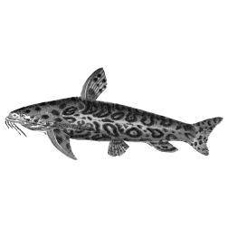 Jaguar catfish
