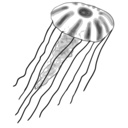 jellyfish