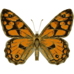 butterfly
