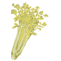 celery