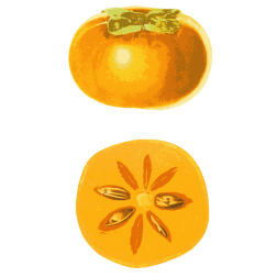 kaki