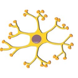 neuron-interneuron 2