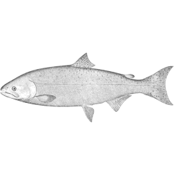 King salmon