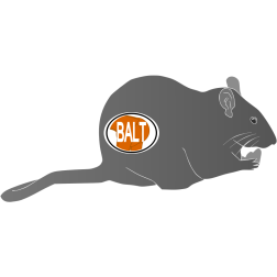 Rat vector image-1637966248