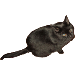 Black cat-1635537184