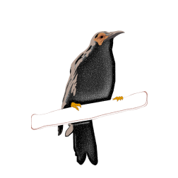 Black bird