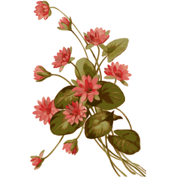 Lily Pad Flowers