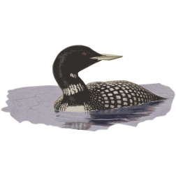 Loon in water