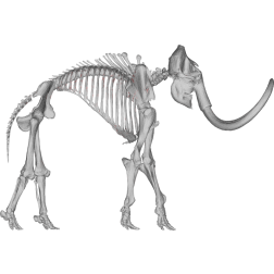 Mammoth Skeleton 3D