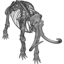 Aminated Mammoth Skeleton