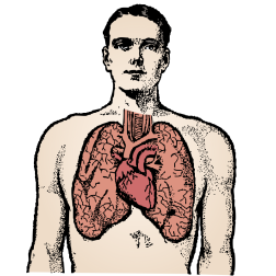 Man and lungs