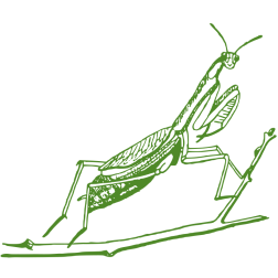 Praying mantis-1643270857