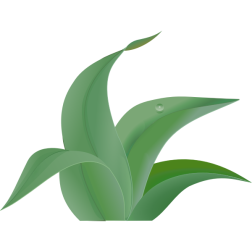 leaves