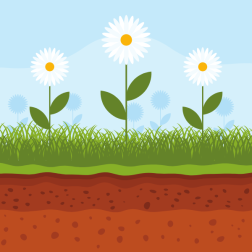 Meadow flowers
