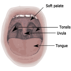 Mouth Diagram