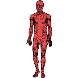 Muscles of a man