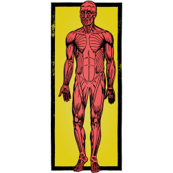 Muscles of a man-1646256295