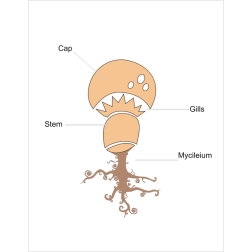 Mushroom anatomy