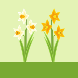 Narcissus flower