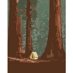 Camping in the Forest