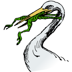 Bird and a frog