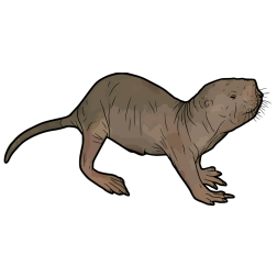 Naked Mole Rat Illustration