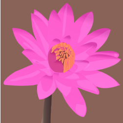 Pink Water Lily