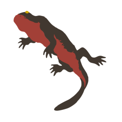 Japanese Fire-bellied Newt