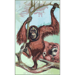 Orangutans