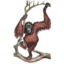 Orangutan on the tree