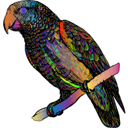 colourful parrot