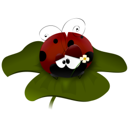 coccinella